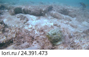 Дьявол Скорпион (Scorpaenopsis diabolus) движется вдоль дна, Красное море, Шарм-эль-Шейх, Синайский полуостров, Египет. Стоковое видео, видеограф Некрасов Андрей / Фотобанк Лори