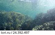Рыбы Hardyhead Silverside (Atherinomorus lacunosus) возле коралловых рифов, Красное море, Дахаб, Синайский полуостров, Египет. Стоковое видео, видеограф Некрасов Андрей / Фотобанк Лори