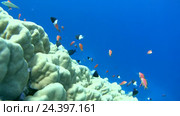 Рыбы Голди (Pseudanthias squamipinnis) и Bicolor Damselfish (Chromis dimidiata)  плавают над коралловыми рифами, Красное море, Шарм-эль-Шейх, Синайский полуостров, Египет. Стоковое видео, видеограф Некрасов Андрей / Фотобанк Лори
