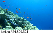 Рыбы Голди (Pseudanthias squamipinnis) и Bicolor Damselfish (Chromis dimidiata)  плавают над коралловыми рифами, Красное море, Шарм-эль-Шейх, Синайский полуостров, Египет. Стоковое видео, видеограф Некрасов Андрей / Фотобанк Лори