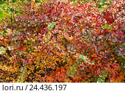 Барбарис обыкновенный (Berberis vulgaris) осенью. Стоковое фото, фотограф Алёшина Оксана / Фотобанк Лори