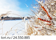 Ветка дикой облепихи на заснеженном берегу реки Китой (лат. Hippophae L.) Стоковое фото, фотограф Виктория Катьянова / Фотобанк Лори