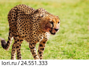 Wild African cheetah after hunting and feasting. Стоковое фото, фотограф Сергей Новиков / Фотобанк Лори