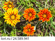 Гибридная гацания (лат. Gazania hybrida), или газания, или африканская ромашка на клумбе. Стоковое фото, фотограф Наталья Гармашева / Фотобанк Лори