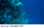 School of fish Sea goldie - Pseudanthias squamipinnis float above gorgonian seafan - Gorgonia flabellum (top view) Стоковое видео, видеограф Некрасов Андрей / Фотобанк Лори