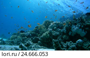 School of fish a bright orange Sea goldie - Pseudanthias squamipinnis feeds on coral reef in blue water. Стоковое видео, видеограф Некрасов Андрей / Фотобанк Лори