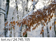 Ветка букового дерева (Fagus sylvatica L.) с осенними листьями, покрытая снегом. Стоковое фото, фотограф Ирина Борсученко / Фотобанк Лори