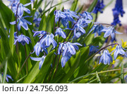 Сцилла двулистная Таурика или пролеска (лат. Scilla difolia L.) Стоковое фото, фотограф Елена Коромыслова / Фотобанк Лори