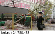 Посадка деревьев на Тверской улице в Москве, 29 октября 2016. Редакционное видео, видеограф Овсеенко Надежда / Фотобанк Лори