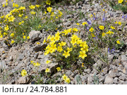 Linum tauricum (Лен крымский) (2016 год). Стоковое фото, фотограф Ирина Яровая / Фотобанк Лори