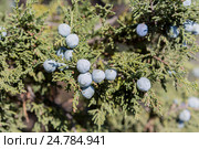 Ягоды можжевельника высокого (Juniperus excelsa) (2016 год). Стоковое фото, фотограф Ирина Яровая / Фотобанк Лори