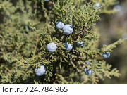 Ягоды можжевельника высокого (Juniperus excelsa) (2016 год). Стоковое фото, фотограф Ирина Яровая / Фотобанк Лори