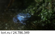 Blue poison dart frog. Стоковое видео, видеограф Данил Руденко / Фотобанк Лори