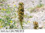 Плод асфоделины желтой (asphodelus lutea) (2016 год). Стоковое фото, фотограф Ирина Яровая / Фотобанк Лори