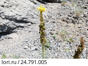 Асфоделина желтая (asphodelus lutea) (2016 год). Стоковое фото, фотограф Ирина Яровая / Фотобанк Лори