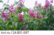 Каштан конский мясо-красный (Aesculus ×carnea) Стоковое видео, видеограф FMRU / Фотобанк Лори