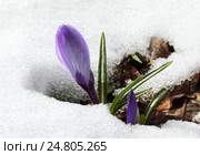 Crocus flower in the snow. Стоковое фото, фотограф Надежда Болотина / Фотобанк Лори