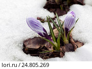 Crocus flower in the snow. Стоковое фото, фотограф Надежда Болотина / Фотобанк Лори
