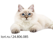 Кот лежит на белом фоне. Стоковое фото, фотограф Наталья Ляйс / Фотобанк Лори