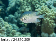 Мальдивские острова. Рыба Ласточка (Amblyglyphidodon indicus) плавает на фоне коралловых рифов, Красное море, Египет. Стоковое фото, фотограф Некрасов Андрей / Фотобанк Лори