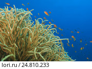 Антиасы лирохвостые (Pseudanthias squamipinnis) около кораллов, Красное море. Стоковое фото, фотограф Некрасов Андрей / Фотобанк Лори