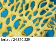 Коралл (Millepora dichotoma) Стоковое фото, фотограф Некрасов Андрей / Фотобанк Лори