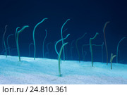 Группа угрей на дне Красного моря. Стоковое фото, фотограф Некрасов Андрей / Фотобанк Лори