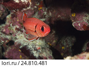 Рыба-солдат (Myripristis murdjan) Стоковое фото, фотограф Некрасов Андрей / Фотобанк Лори
