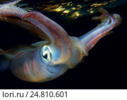 Кальмар (Sepioteuthis lessoniana) Стоковое фото, фотограф Некрасов Андрей / Фотобанк Лори
