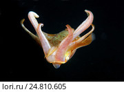 Кальмар (Sepioteuthis lessoniana) Стоковое фото, фотограф Некрасов Андрей / Фотобанк Лори