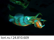 Кальмар (Sepioteuthis lessoniana) Стоковое фото, фотограф Некрасов Андрей / Фотобанк Лори