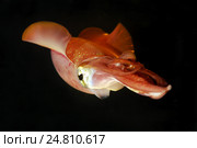 Кальмар (Sepioteuthis lessoniana) Стоковое фото, фотограф Некрасов Андрей / Фотобанк Лори