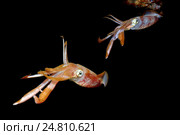 Кальмар (Sepioteuthis lessoniana) Стоковое фото, фотограф Некрасов Андрей / Фотобанк Лори