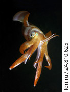 Кальмар (Sepioteuthis lessoniana) Стоковое фото, фотограф Некрасов Андрей / Фотобанк Лори