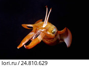 Кальмар (Sepioteuthis lessoniana) Стоковое фото, фотограф Некрасов Андрей / Фотобанк Лори