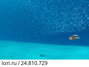 Стая рыб (Pterois miles) в Красном море. Стоковое фото, фотограф Некрасов Андрей / Фотобанк Лори