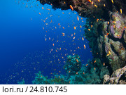 Стая рыб в Красном море. Антиас лирохвостый  (Pseudanthias squamipinnis) Стоковое фото, фотограф Некрасов Андрей / Фотобанк Лори