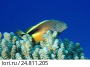 Рыба Кудрепер (Paracirrhites forsteri), Красное море, Египет, Африка. Стоковое фото, фотограф Некрасов Андрей / Фотобанк Лори