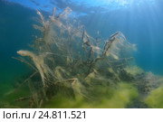 Затопленное дерево, покрытое зелеными водорослями. Стоковое фото, фотограф Некрасов Андрей / Фотобанк Лори