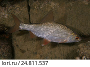 Красноперка (Scardinius erythrophthalmus) Стоковое фото, фотограф Некрасов Андрей / Фотобанк Лори