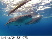Китовая акула (Rhincodon typus) Стоковое фото, фотограф Некрасов Андрей / Фотобанк Лори