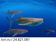 Китовая акула (Rhincodon typus) Стоковое фото, фотограф Некрасов Андрей / Фотобанк Лори