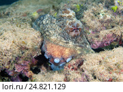 Синий осьминог (Octopus cyanea), Индийский океан, Хиккадува, Шри-Ланка, Южная Азия. Стоковое фото, фотограф Некрасов Андрей / Фотобанк Лори