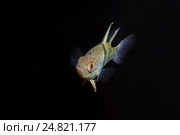 Пятнистая сферамия (Sphaeramia orbicularis), Южно-Китайское море. Стоковое фото, фотограф Некрасов Андрей / Фотобанк Лори