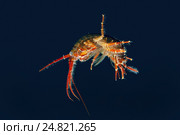 Рак Gammarid (Eulimnogammarus violaceus) Стоковое фото, фотограф Некрасов Андрей / Фотобанк Лори