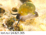 Моллюск (Benedictia baicalensis) Стоковое фото, фотограф Некрасов Андрей / Фотобанк Лори
