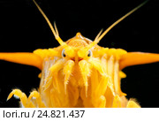 Гаммарус (Eulimnogammarus Тритон), озеро Байкал. Стоковое фото, фотограф Некрасов Андрей / Фотобанк Лори