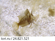 Морская собачка (Parablennius tentacularis), Черное море, Крым, (2013 год). Стоковое фото, фотограф Некрасов Андрей / Фотобанк Лори