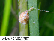 Морской двустворчатый моллюск, (Cerastoderma sp.), Черное море. Стоковое фото, фотограф Некрасов Андрей / Фотобанк Лори