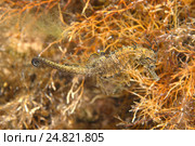 Морской конек (Hippocampus hippocampus) Стоковое фото, фотограф Некрасов Андрей / Фотобанк Лори